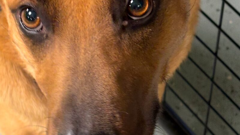 Daragan's Dog Care - Springfield, MA