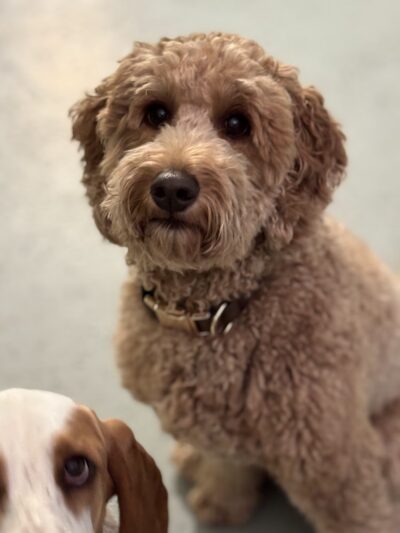 Daragan's Dog Care - Springfield, MA