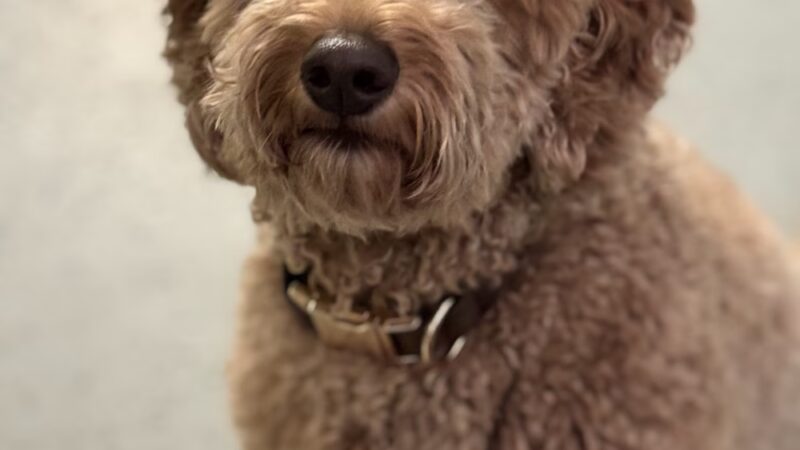 Daragan's Dog Care - Springfield, MA