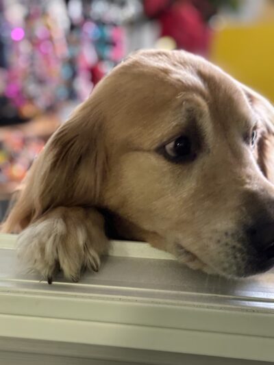 Daragan's Dog Care - Springfield, MA
