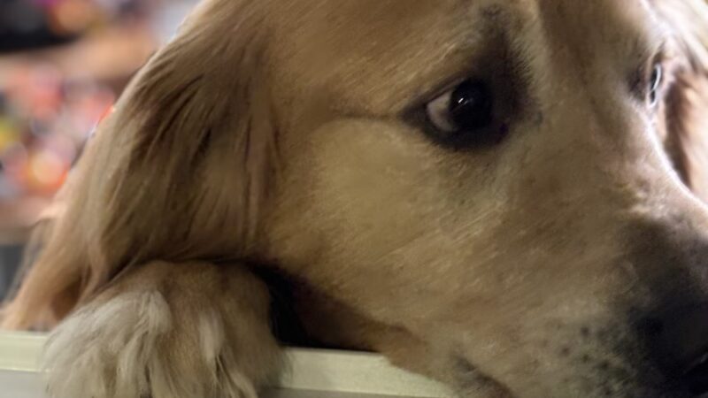 Daragan's Dog Care - Springfield, MA