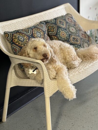 Daragan's Dog Care - Springfield, MA