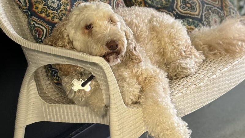Daragan's Dog Care - Springfield, MA