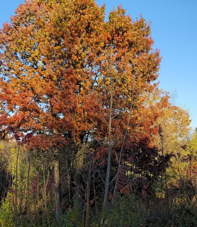 GYSGT Thomas J. Sullivan Park - Springfield, MA