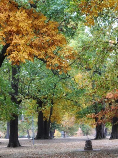 Oak Grove Park - Springfield, MO