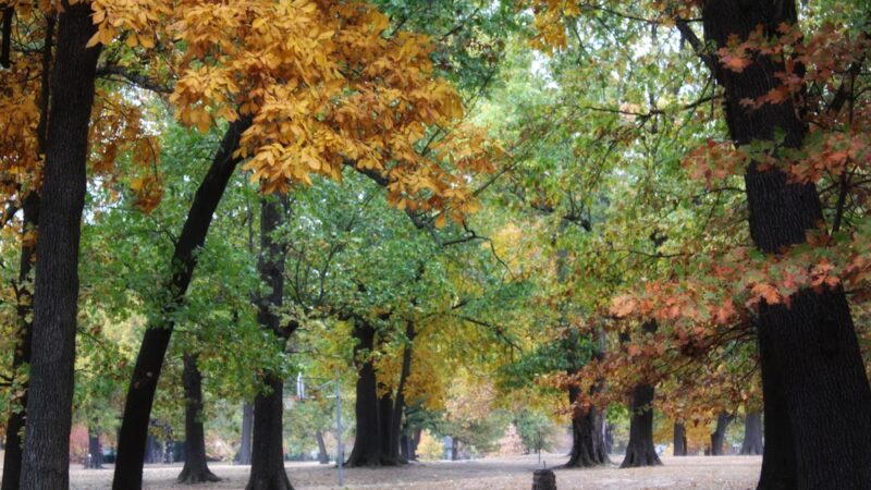 Oak Grove Park - Springfield, MO