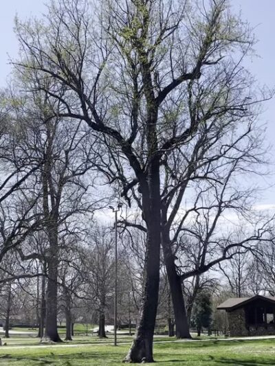 Phelps Grove Park - Springfield, MO