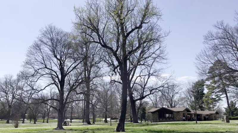Phelps Grove Park - Springfield, MO