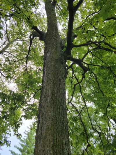 Phelps Grove Park - Springfield, MO