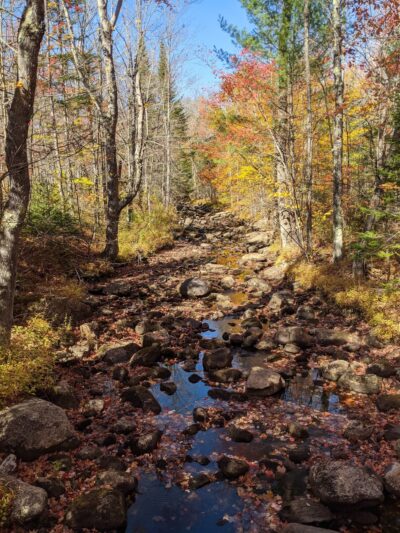 Gile State Forest - Springfield, NH