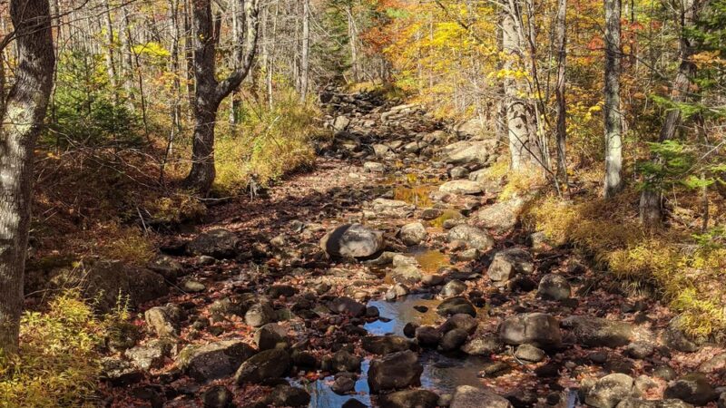 Gile State Forest - Springfield, NH
