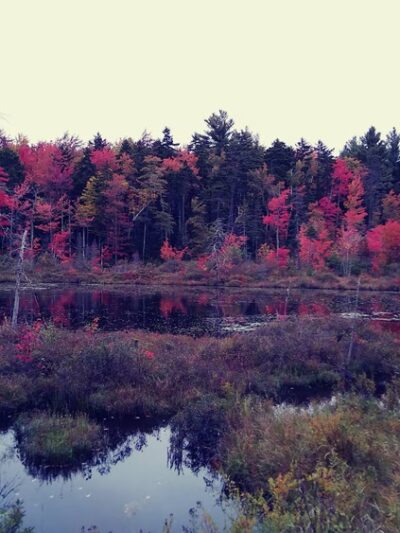 Gile State Forest - Springfield, NH