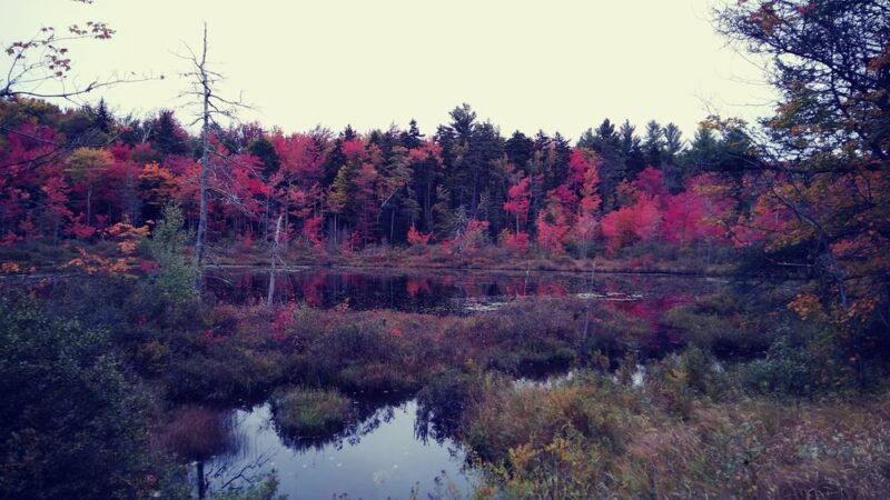 Gile State Forest - Springfield, NH