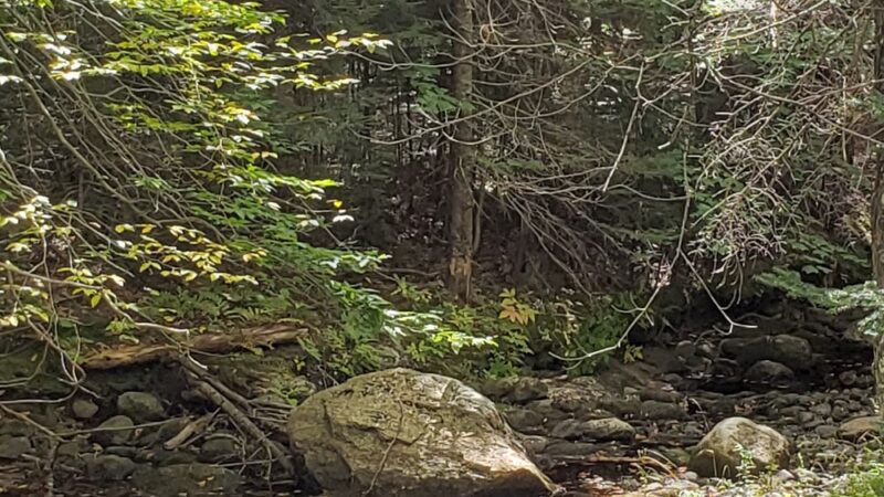 Gile State Forest - Springfield, NH