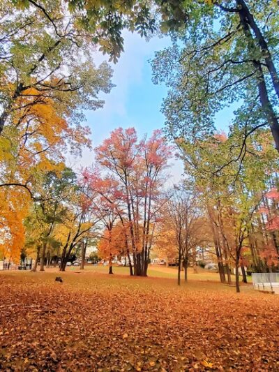 Crowell Park - Springfield, PA
