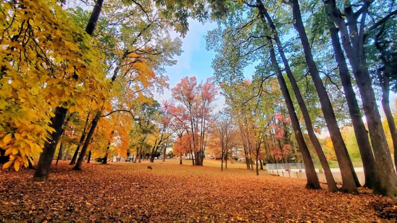 Crowell Park - Springfield, PA