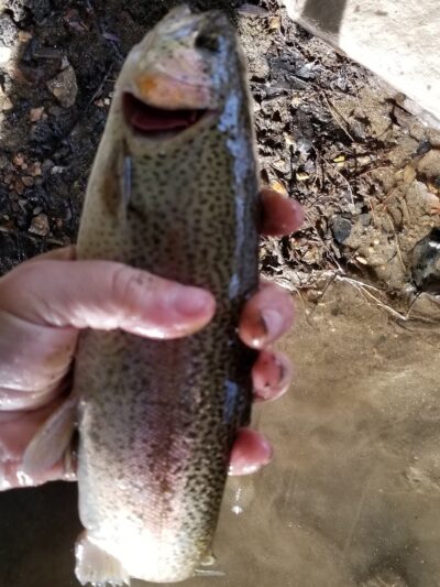 Doe Run Park - Springfield, PA