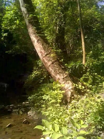 Elson Glen Park - Springfield, PA