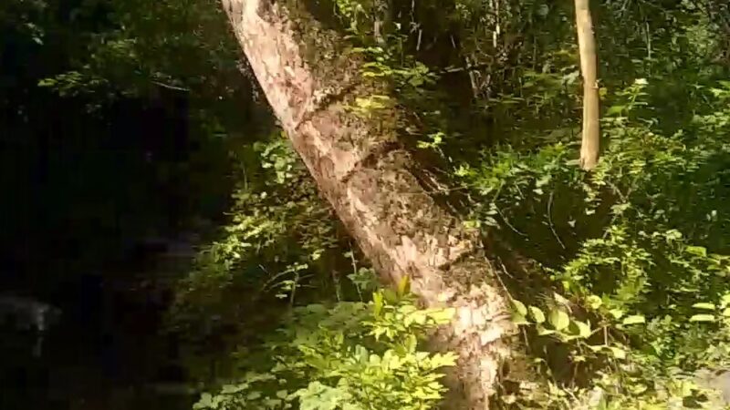 Elson Glen Park - Springfield, PA