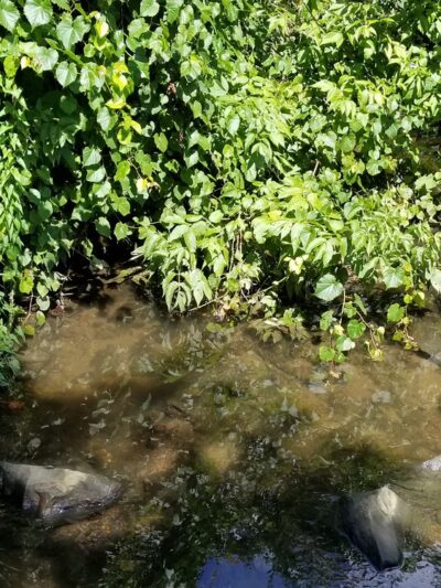 Greenbriar Park - Springfield, PA