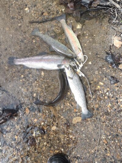 Rolling Green Park - Springfield, PA