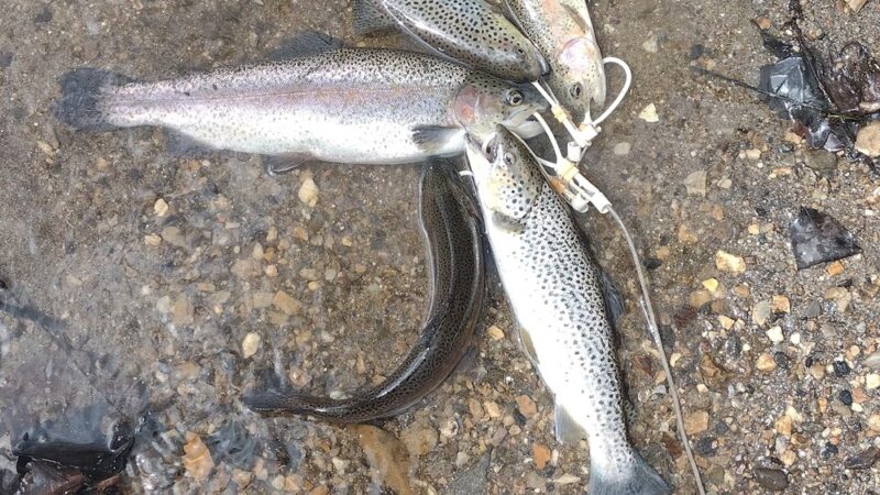 Rolling Green Park - Springfield, PA