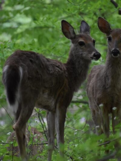Springfield Trail - ET Richardson Middle School Trailhead - Springfield, PA
