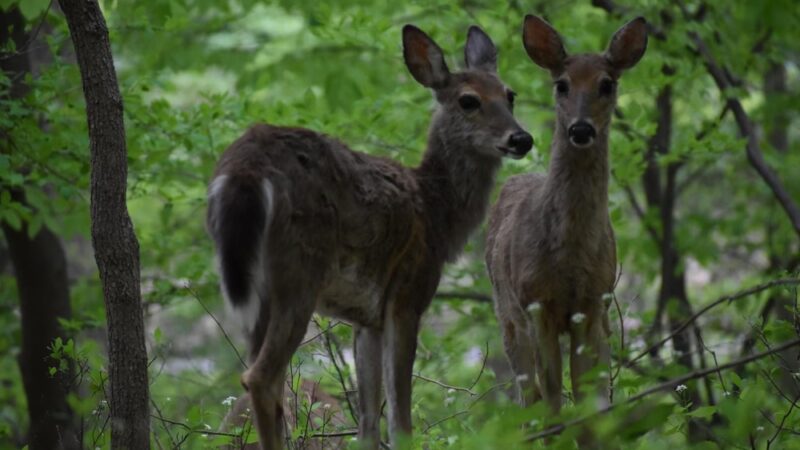 Springfield Trail - ET Richardson Middle School Trailhead - Springfield, PA