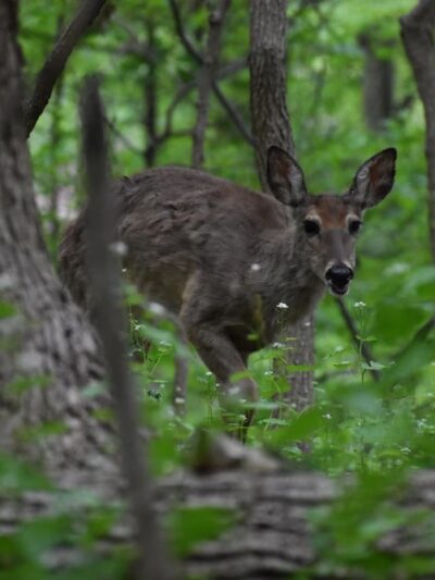 Springfield Trail - ET Richardson Middle School Trailhead - Springfield, PA