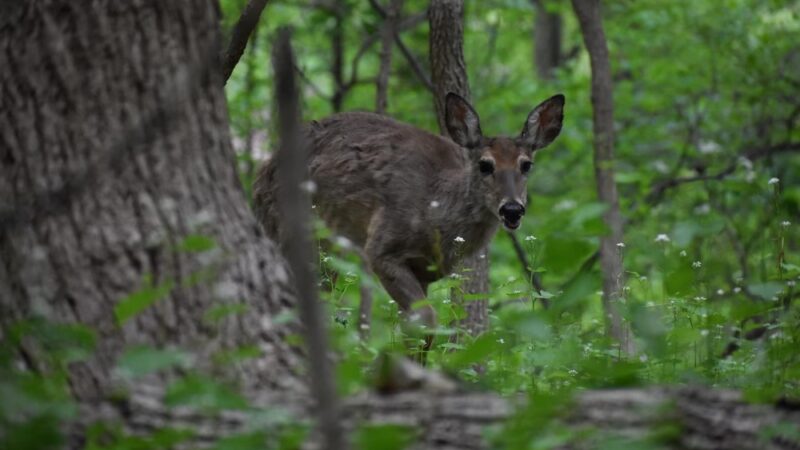 Springfield Trail - ET Richardson Middle School Trailhead - Springfield, PA