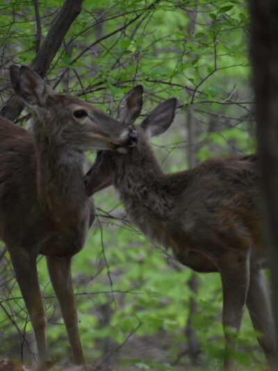 Springfield Trail - ET Richardson Middle School Trailhead - Springfield, PA