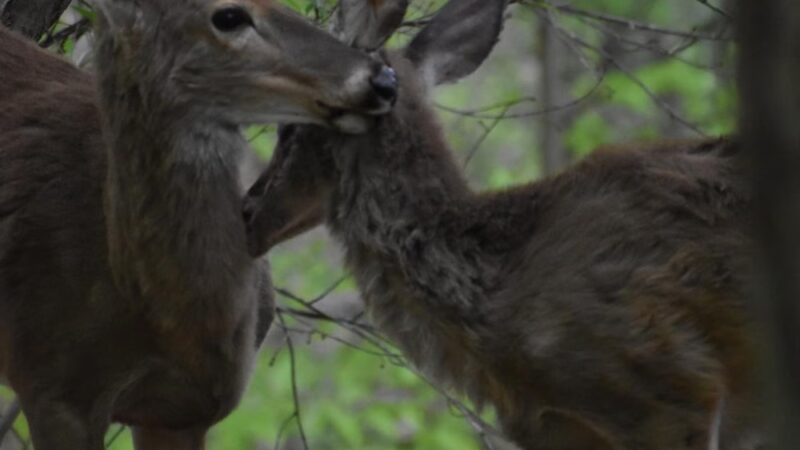 Springfield Trail - ET Richardson Middle School Trailhead - Springfield, PA