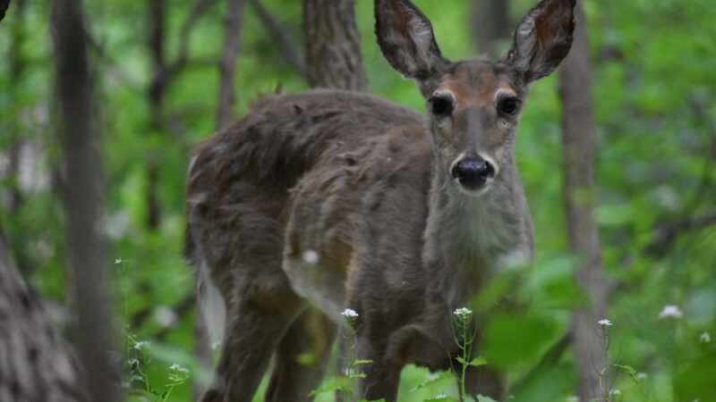 Springfield Trail - ET Richardson Middle School Trailhead - Springfield, PA