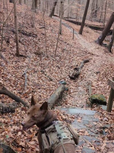 Springfield Trail - Smedley Park Crum Creek Bridge (Paper Mill Rd Parking Lot) - Springfield, PA