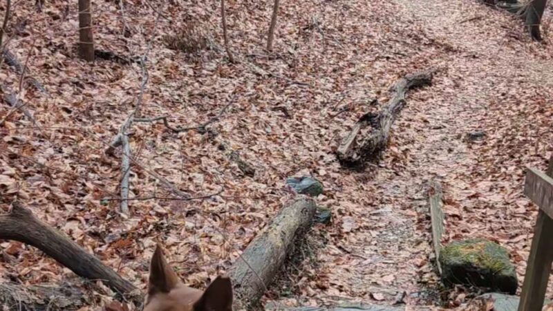 Springfield Trail - Smedley Park Crum Creek Bridge (Paper Mill Rd Parking Lot) - Springfield, PA