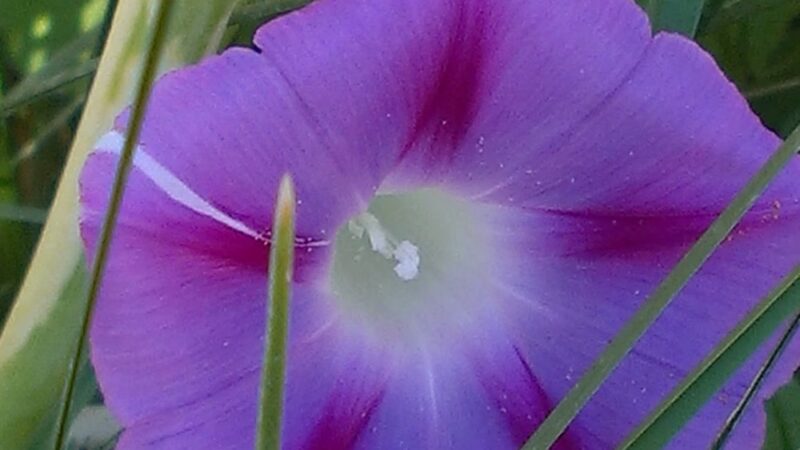 Conover Park - Springville, UT