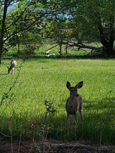 Kolob Park - Springville, UT