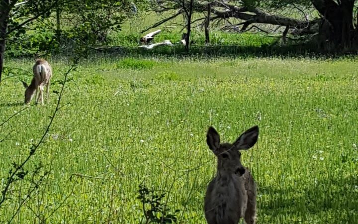 Kolob Park - Springville, UT