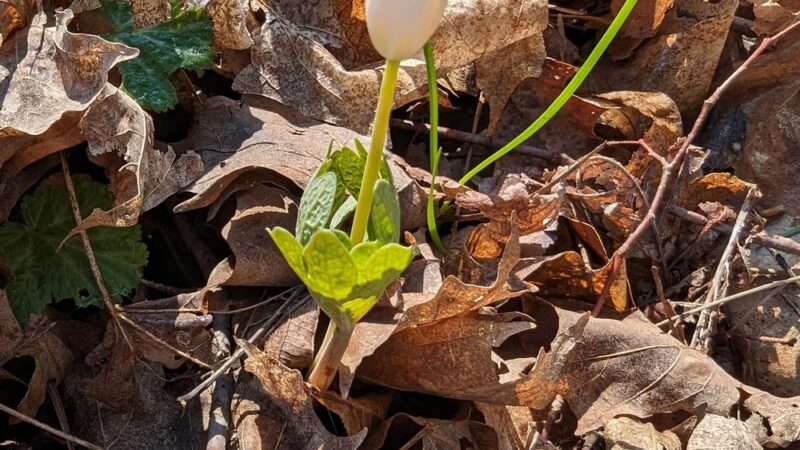 Canadice Lake Trail - Springwater, NY
