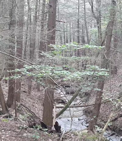 Rob's Trail Preserve - Hemlock Lake - Springwater, NY