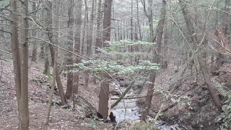 Rob's Trail Preserve - Hemlock Lake - Springwater, NY