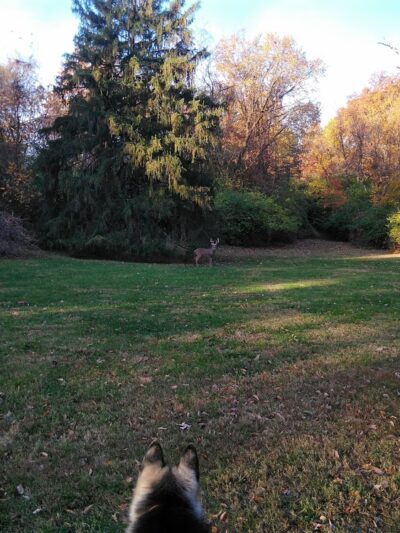 Lindbergh Pavillion - St Ann, MO