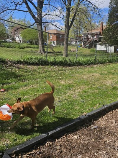 Mary Ridge Park - St Ann, MO