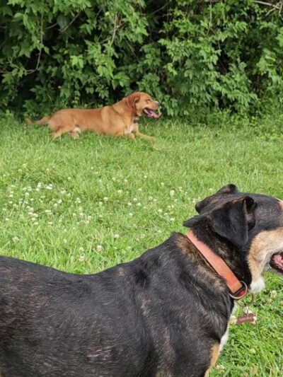 St. Ann Park - St Ann, MO