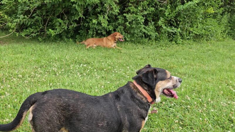 St. Ann Park - St Ann, MO