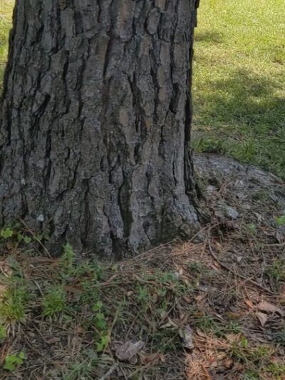 St. George Park - St George, SC