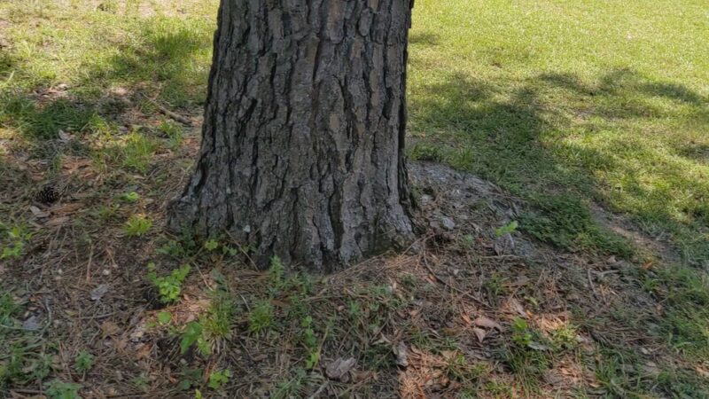 St. George Park - St George, SC