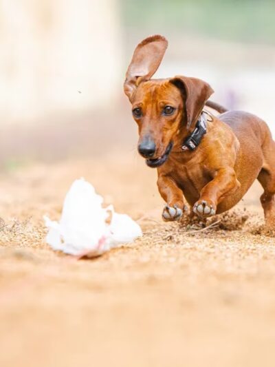 Fast-Dogs LLC - St Hedwig, TX
