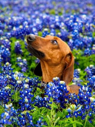 Fast-Dogs LLC - St Hedwig, TX