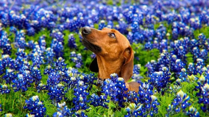 Fast-Dogs LLC - St Hedwig, TX